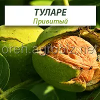 Привитые саженцы грецкого ореха Туларе